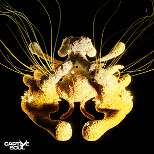 董卿被黑人玩的嗷嗷叫
